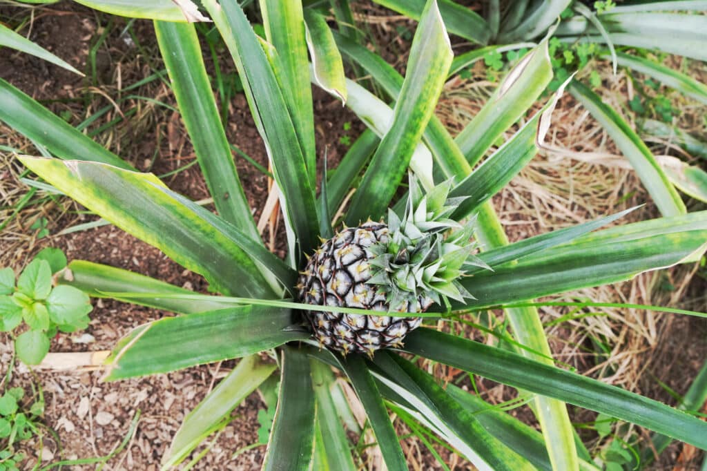 Santo Antonio Pineapple Plantation in Sao Miguel