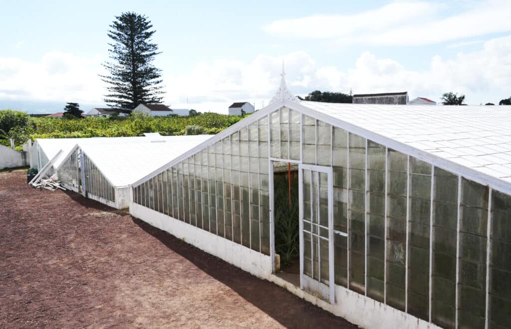 Santo Antonio Pineapple Plantation in Sao Miguel