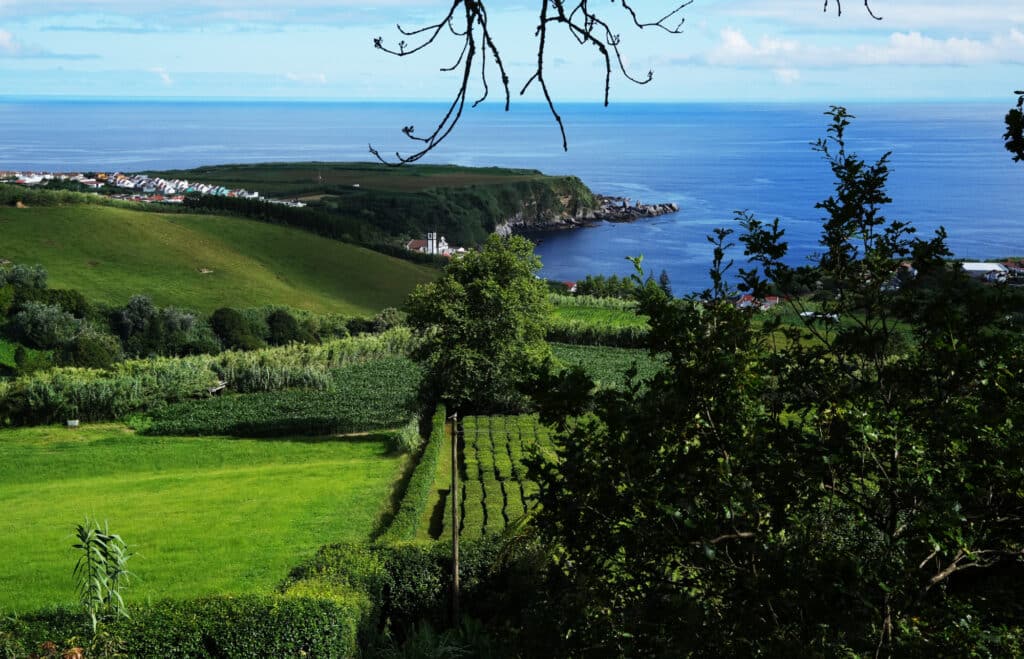 Porto Formoso Tea plantation