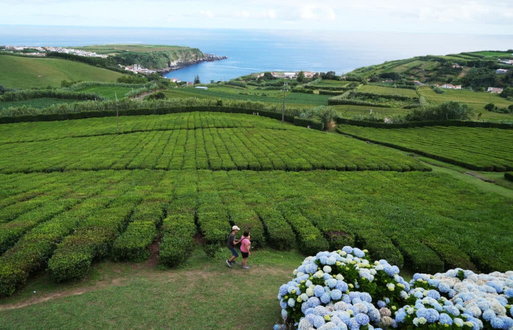 Porto Formoso Tea plantation