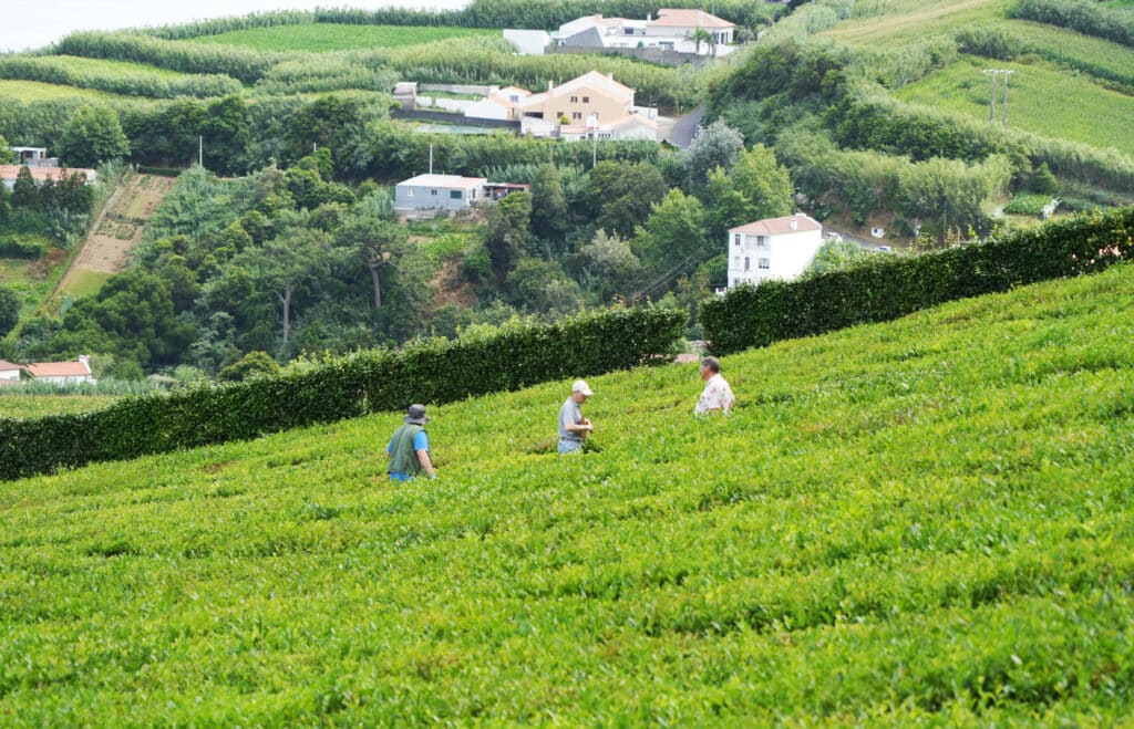 Porto Formoso Tea plantation