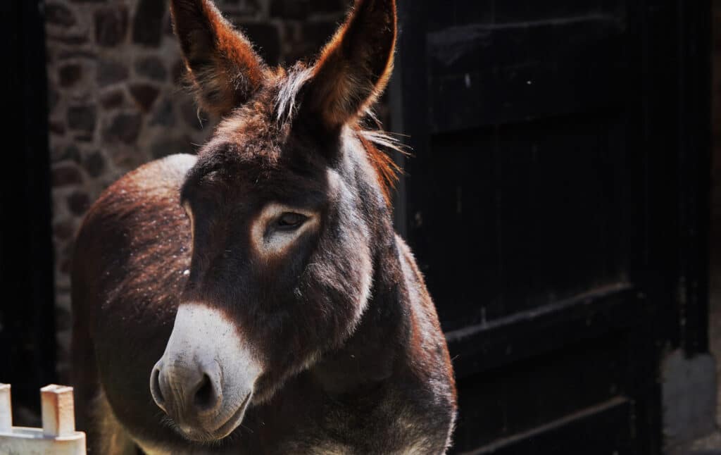 Donkey in Clovelly