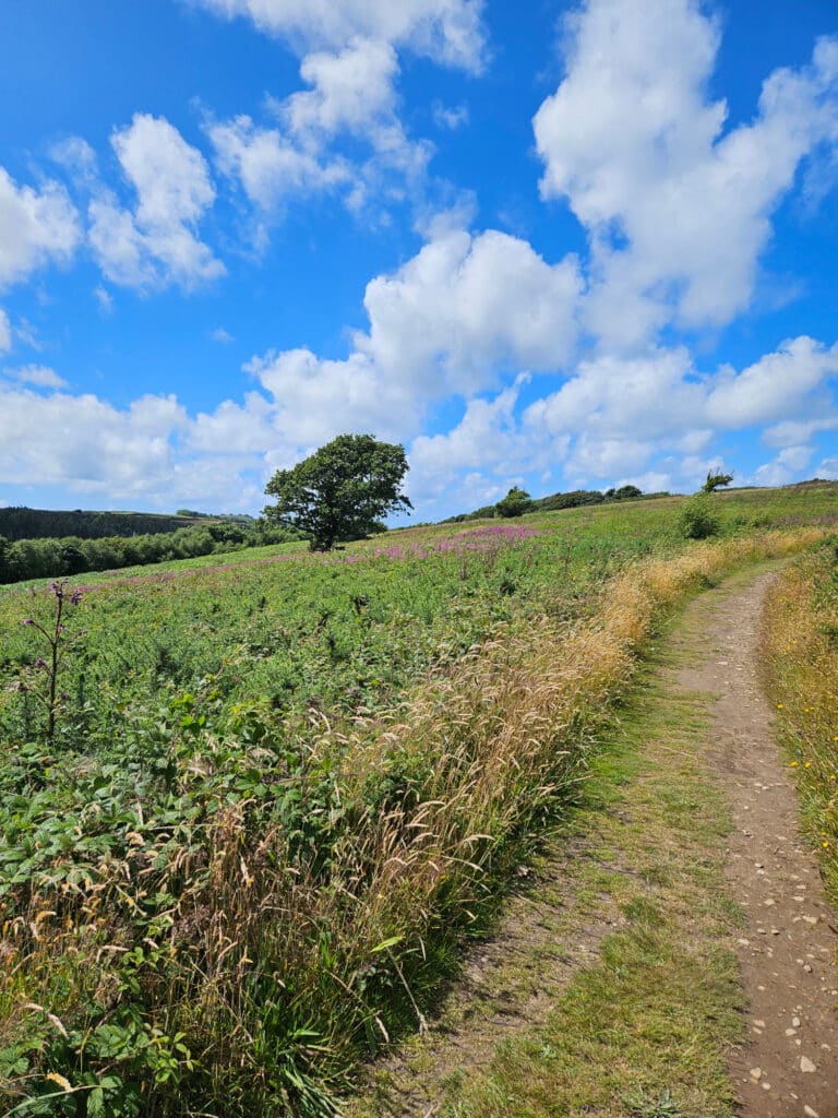 Mouthmill Cove Walk