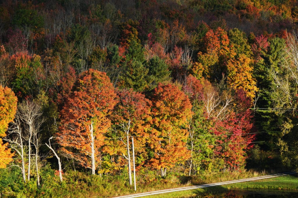 Balloon Vermont
