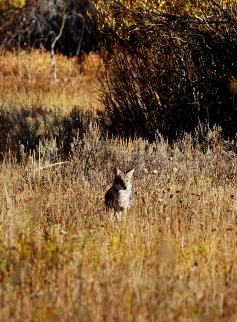 Coyote in Grand Teton