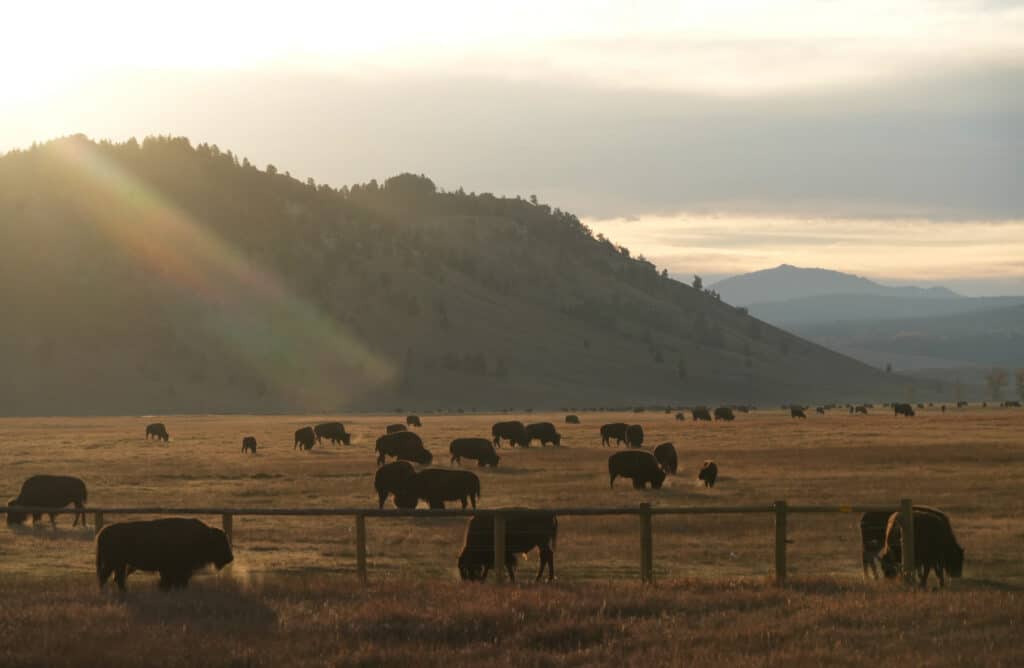 Bison near Grand Teton