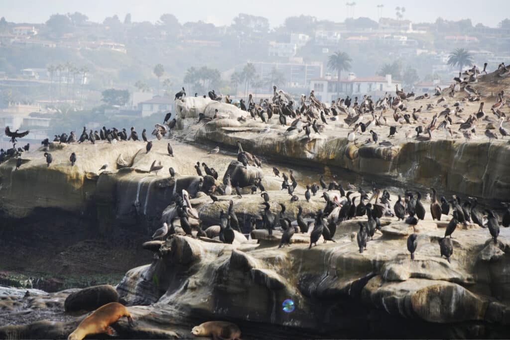 La Jolla in San Diego