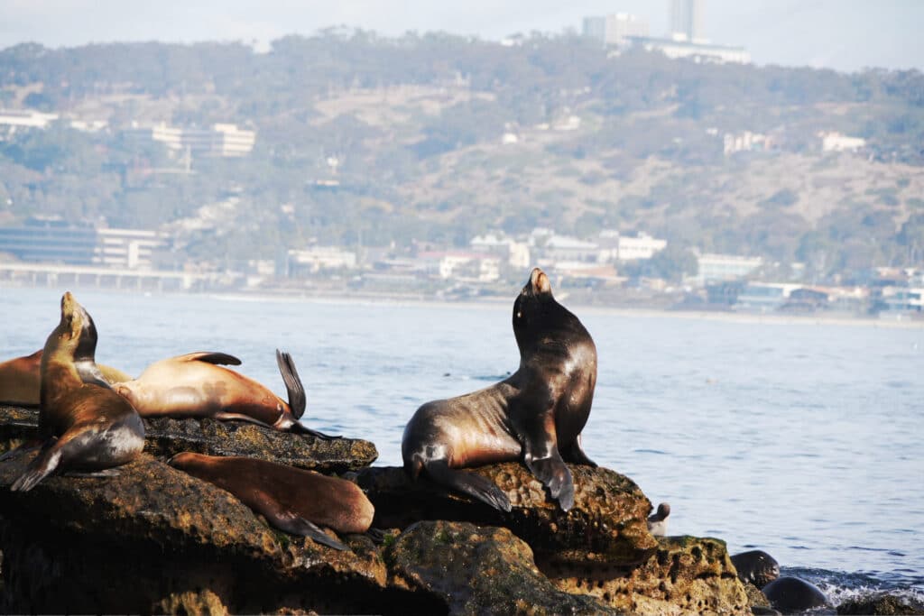 La Jolla in San Diego