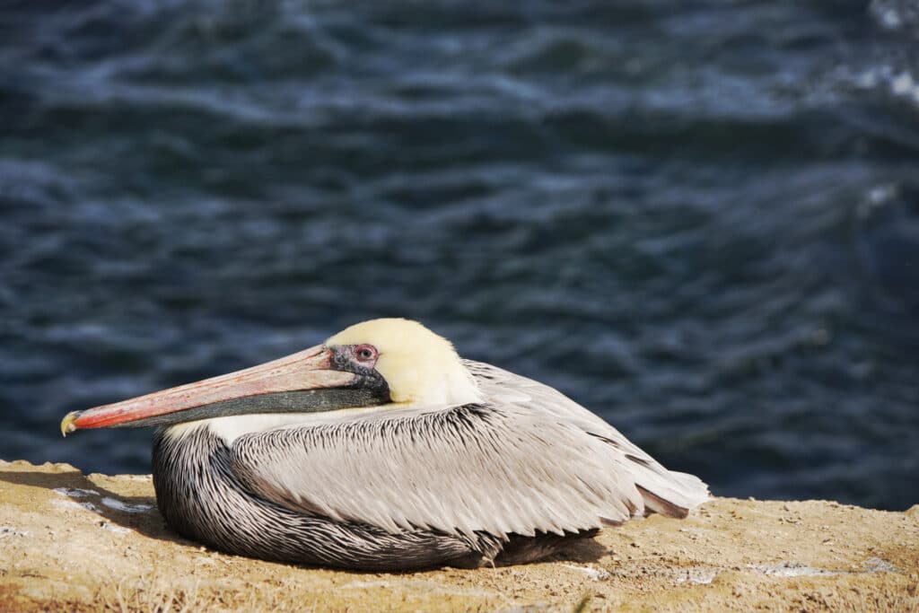 La Jolla in San Diego