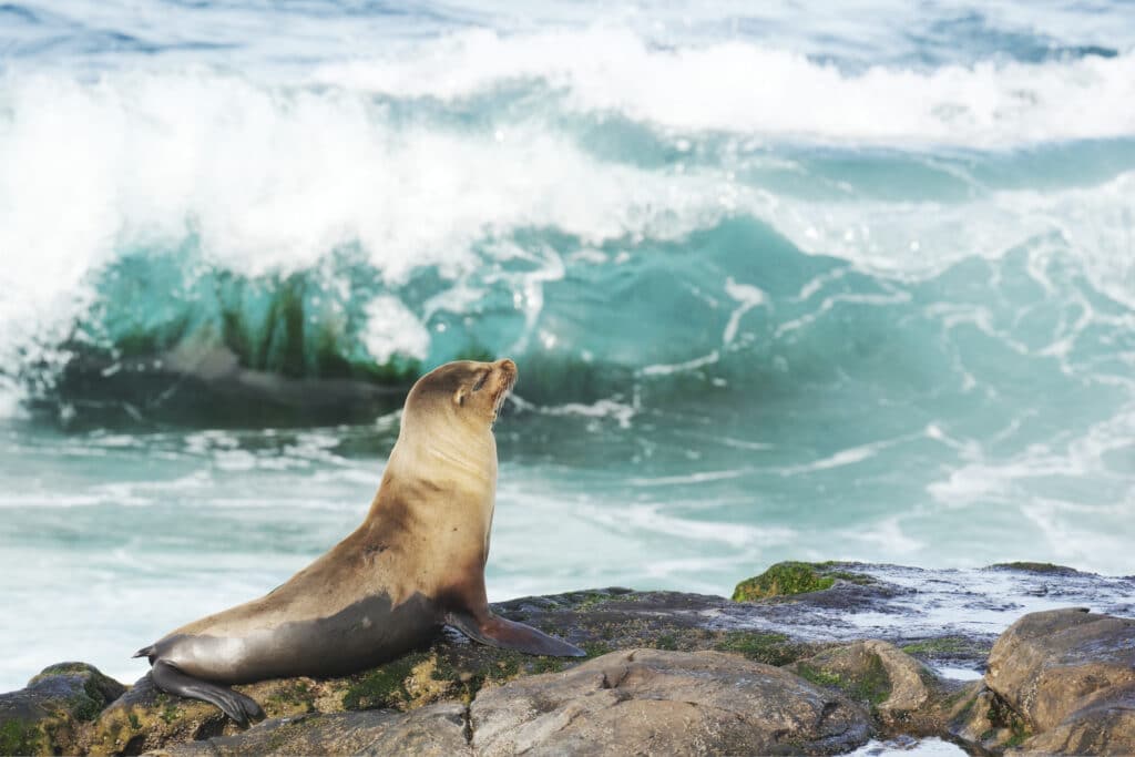 La Jolla in San Diego