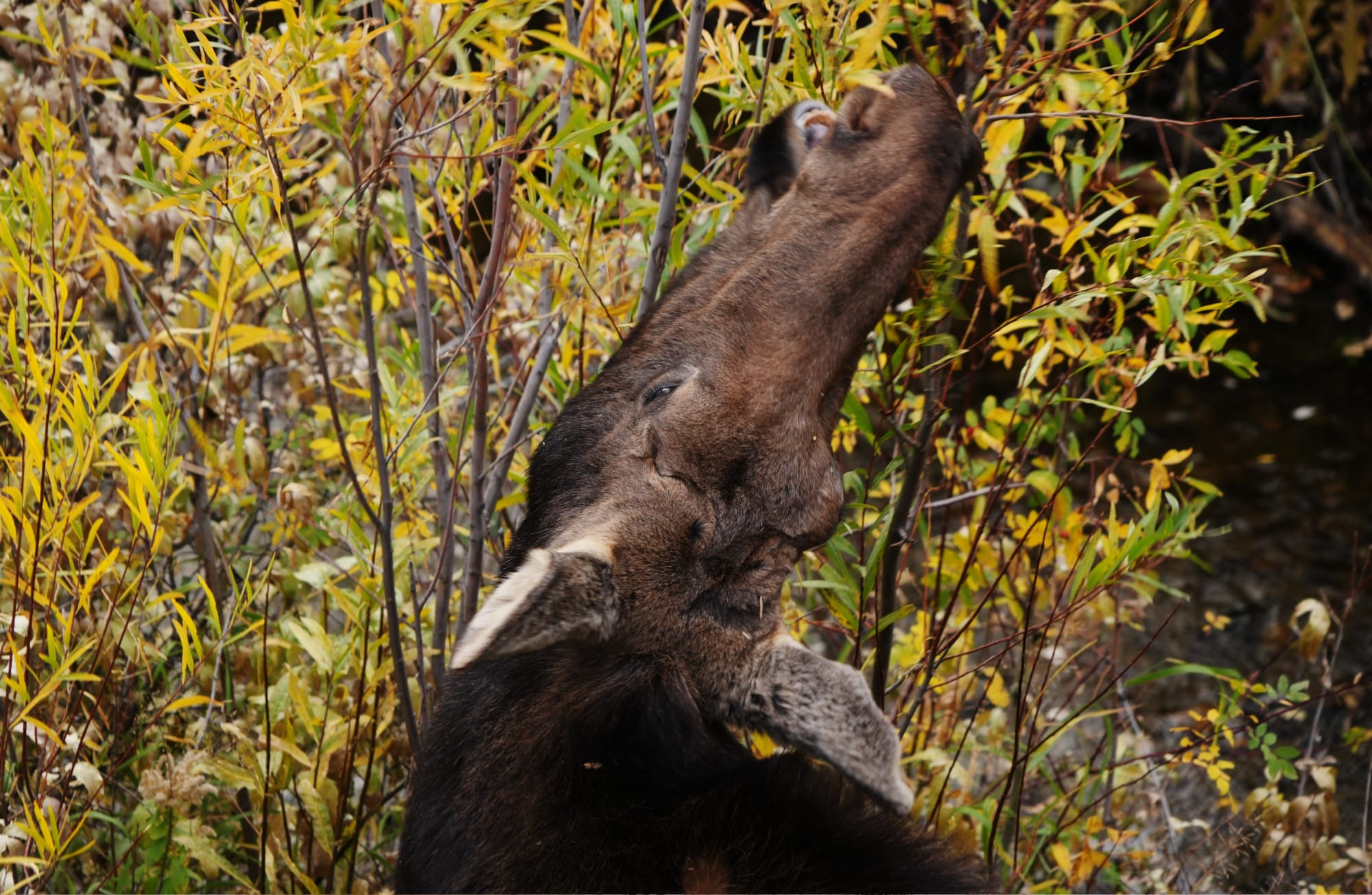 Moose in Grand Teton National Park