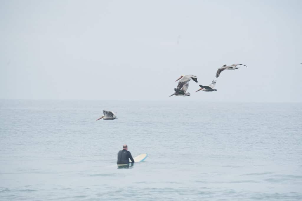 Surfing at Pacific Beach in San Diego