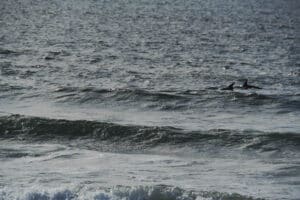 Dolphins at Pacific Beach in San Diego