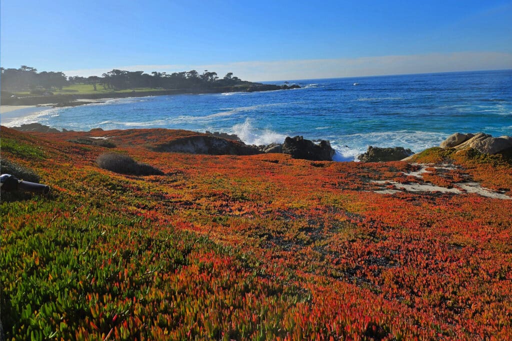17-Mile-Drive in Monterey