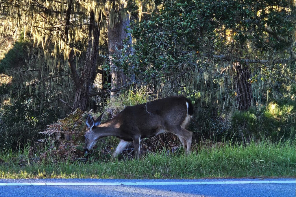 Deer in Monterey