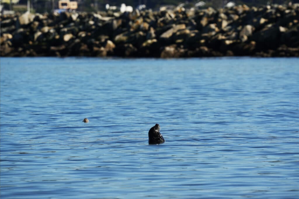 Half Moon Bay