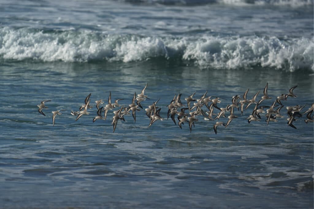 Asilomar beach