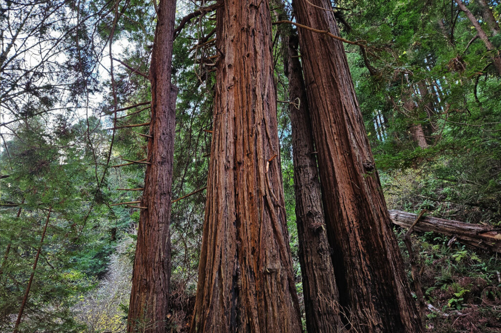 Muir Woods
