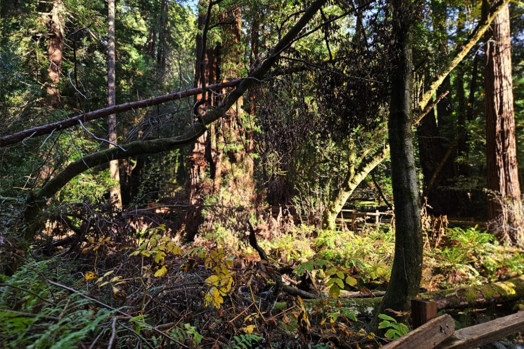 Muir Woods