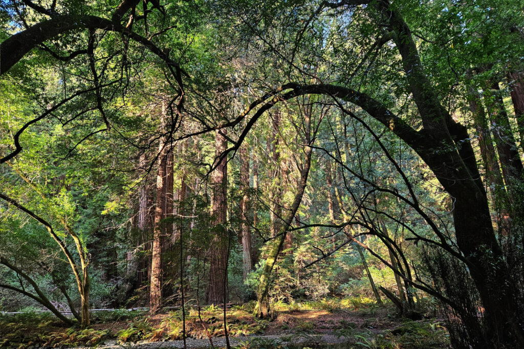 Muir Woods