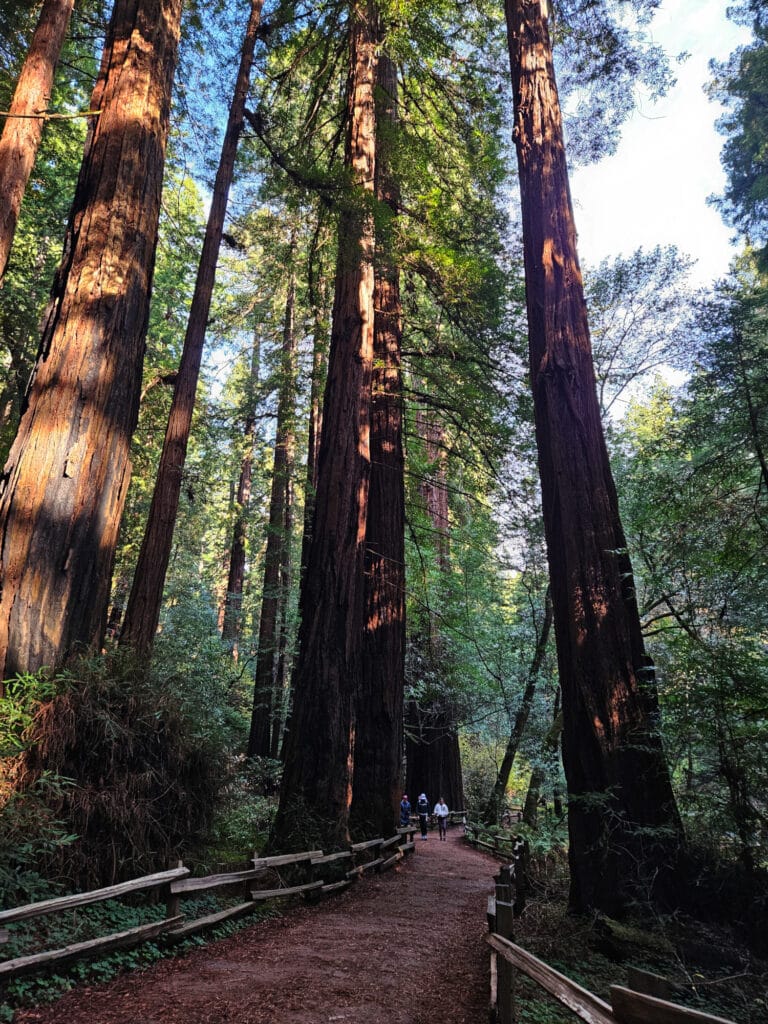 Muir Woods