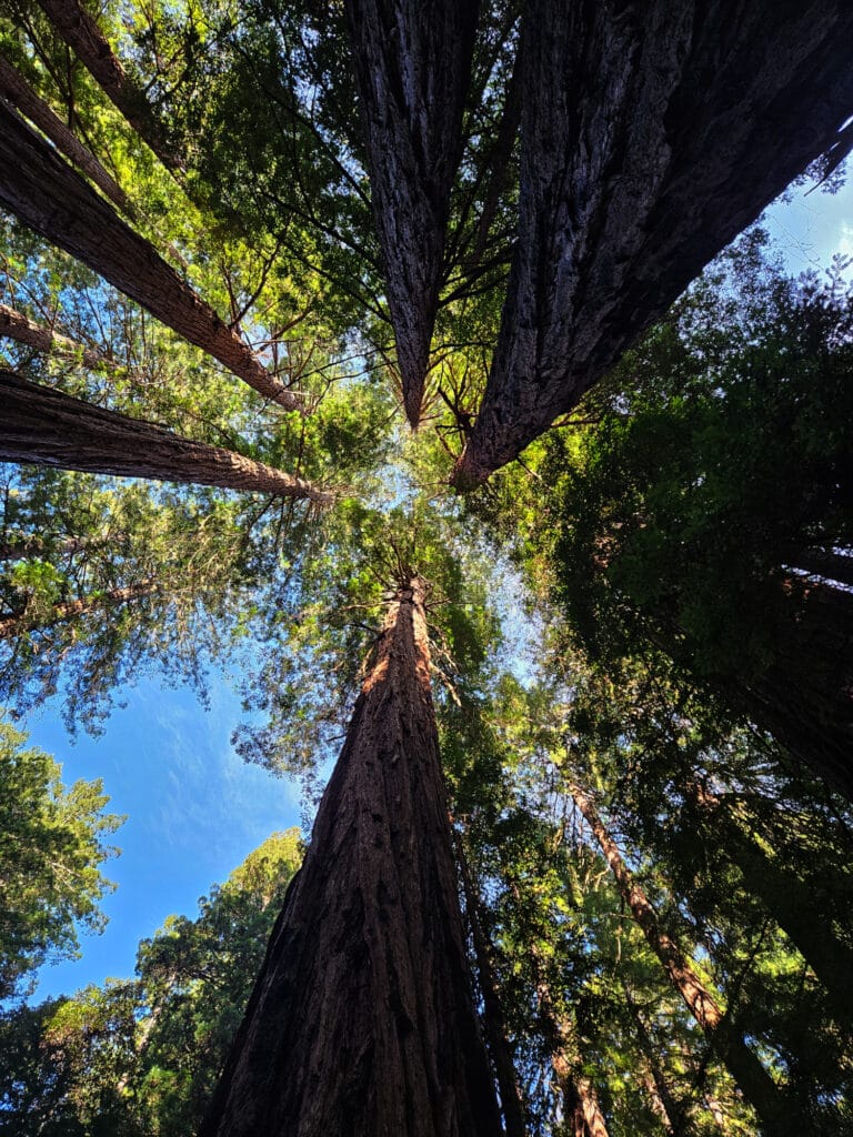 Muir Woods