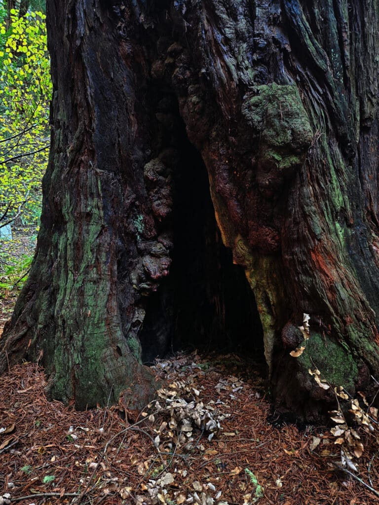 Muir Woods