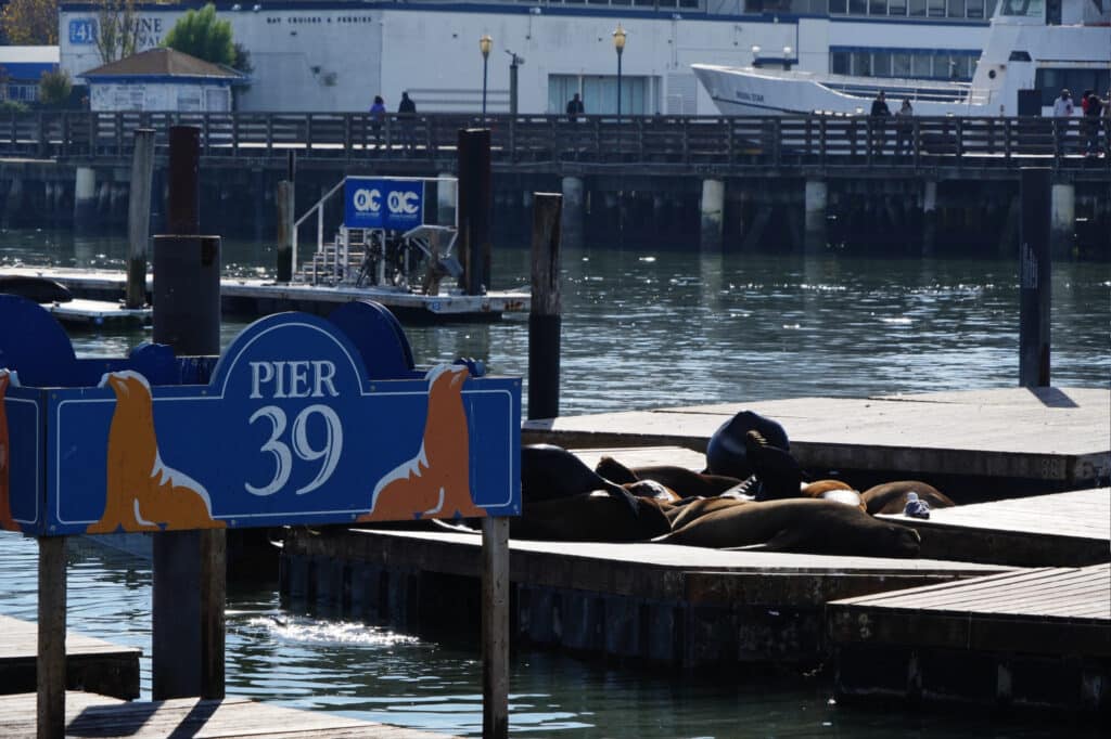 Sea lions at Pier 39