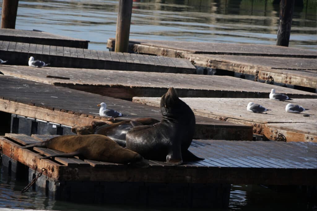 Sea lions at Pier 39