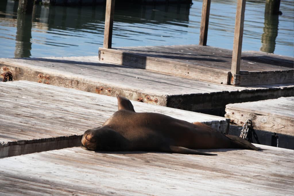 Sea lions at Pier 39