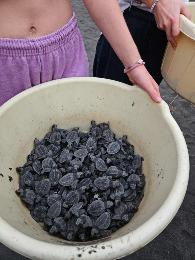 Turtle release in El Paredón