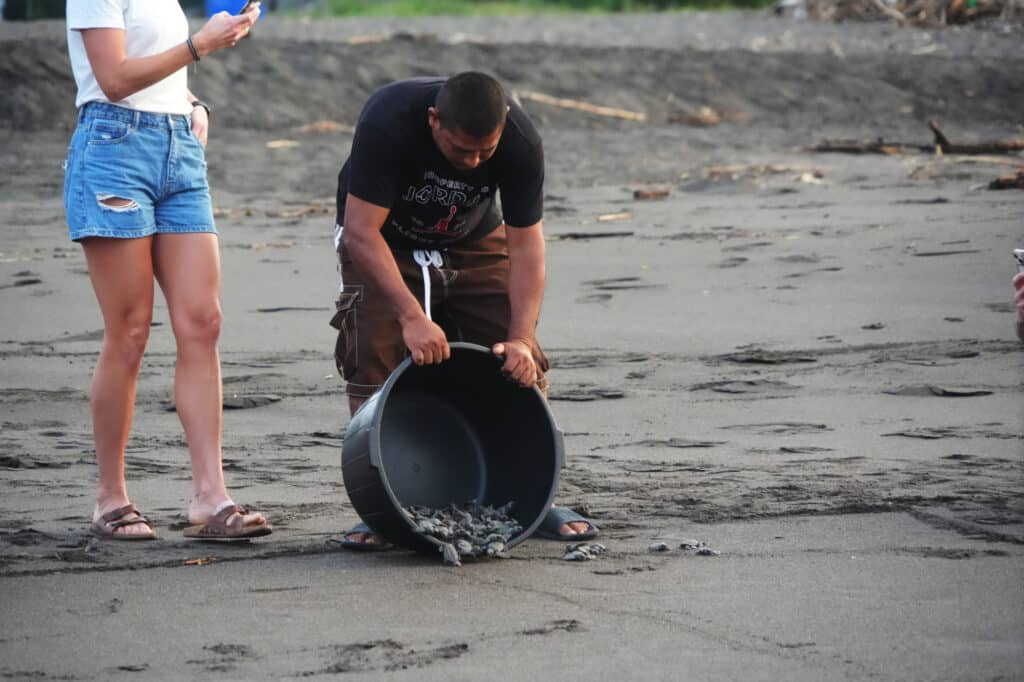 Turtle release in El Paredón