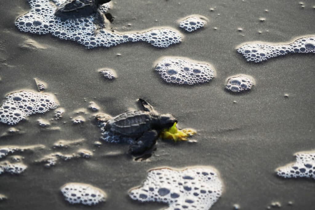 Turtle release in El Paredón