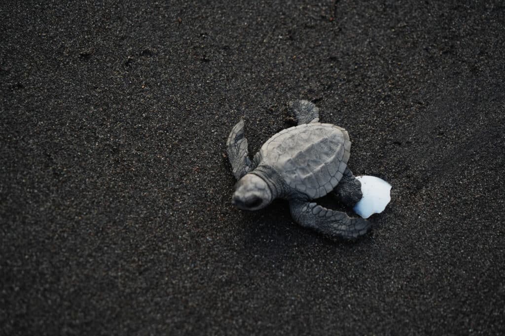 Turtle release in El Paredón
