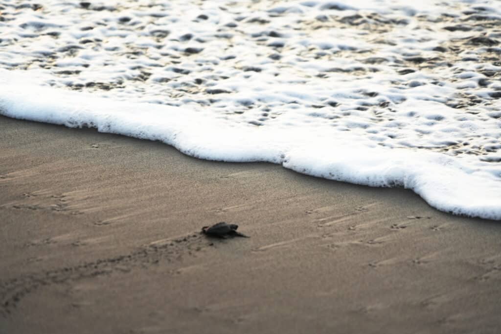 Turtle release in El Paredón