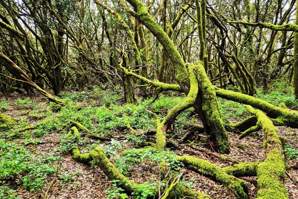 Garajonay National Park