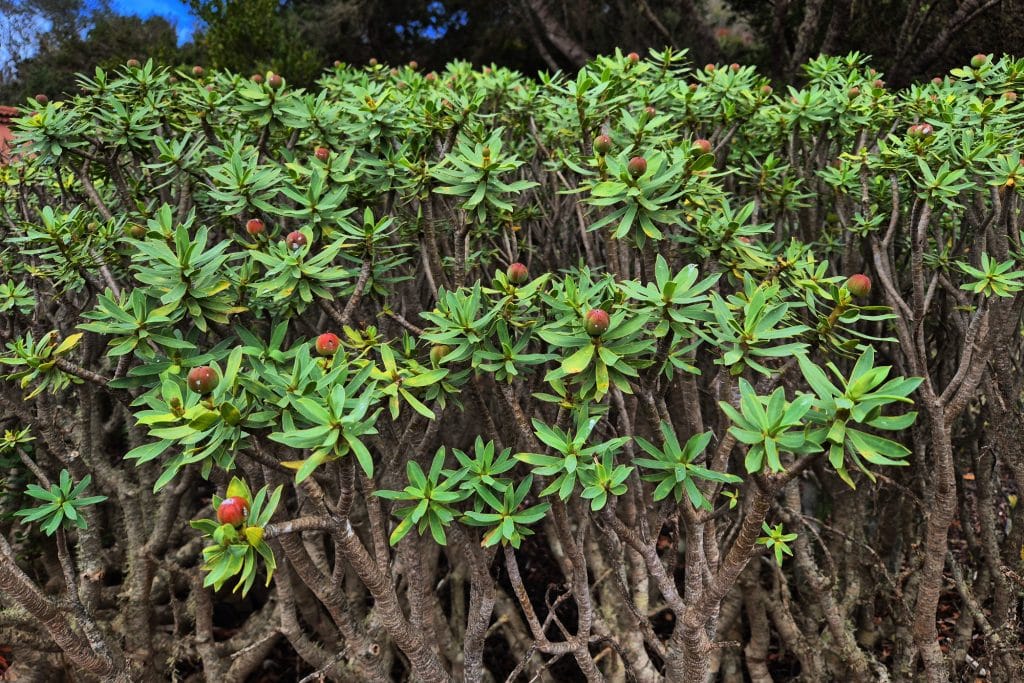 Garajonay National Park