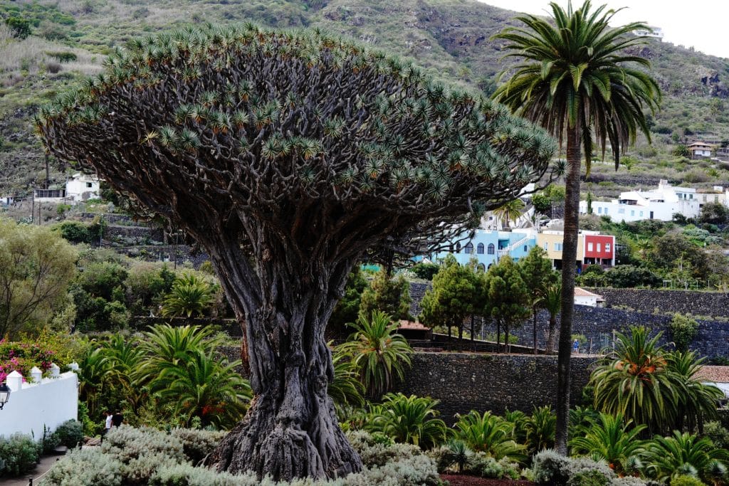 Parque del Drago in Icod de los Vinos