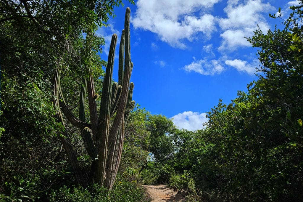 Santuario Ecologico in Pipa