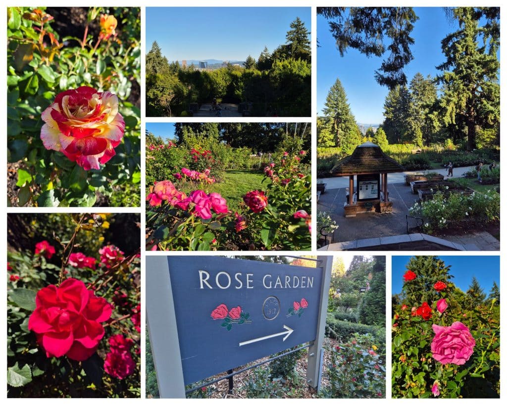 The Rose Garden in Washington Park in Portland