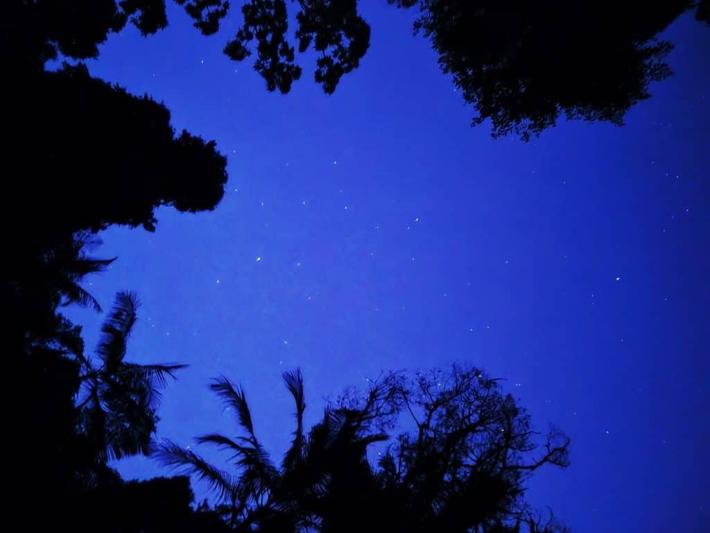Nightsky in Gondwana Rainforest