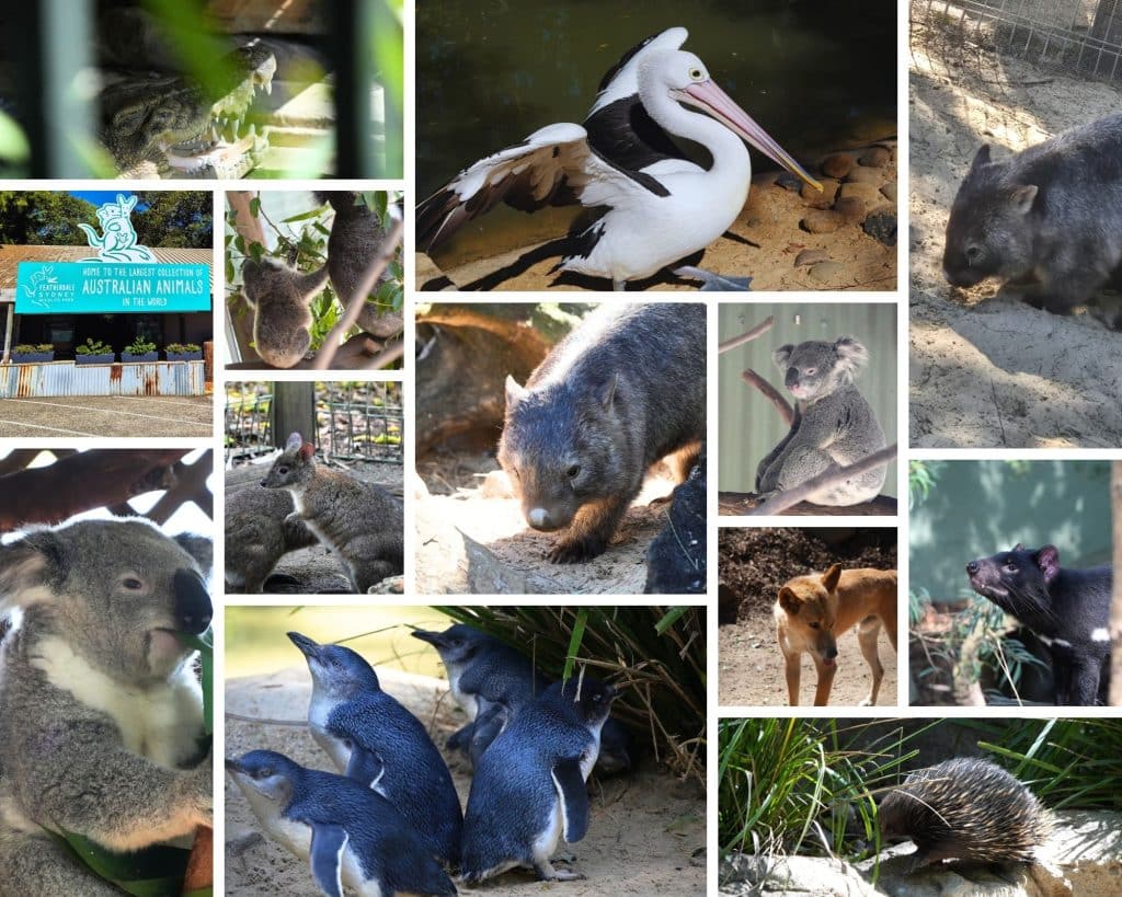 Featherdale Wildlife Park near Sydney