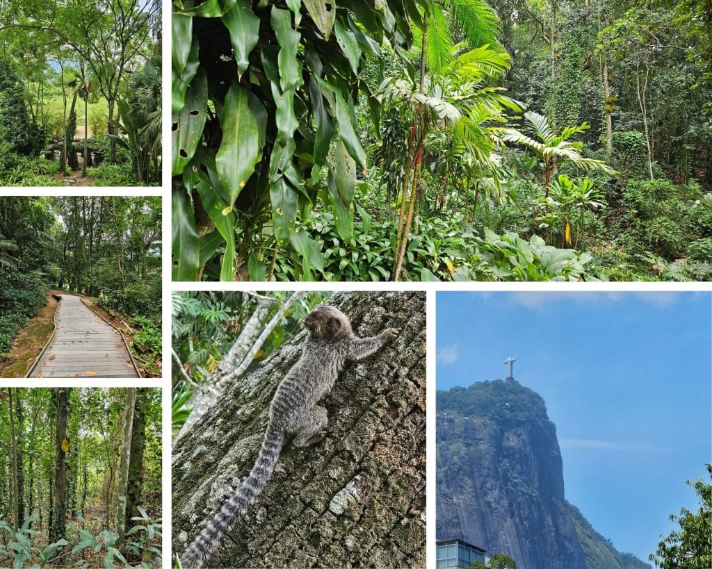 The Botanical Garden in Rio de Janeiro