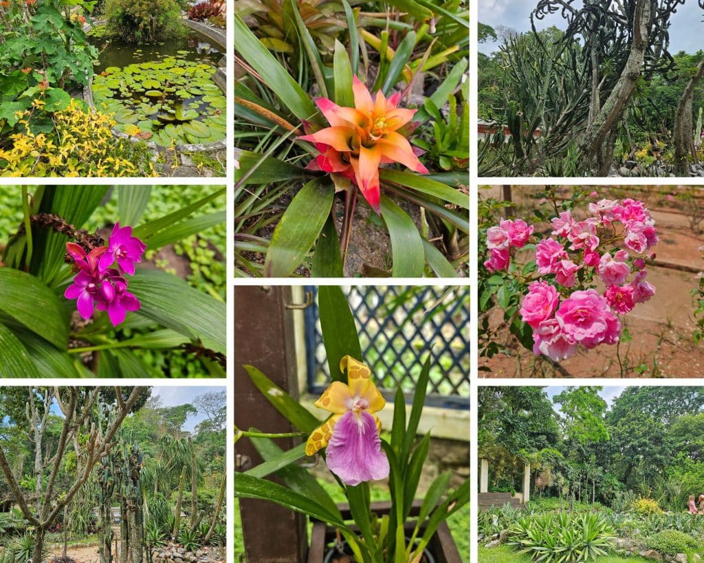 The Botanical Garden in Rio de Janeiro