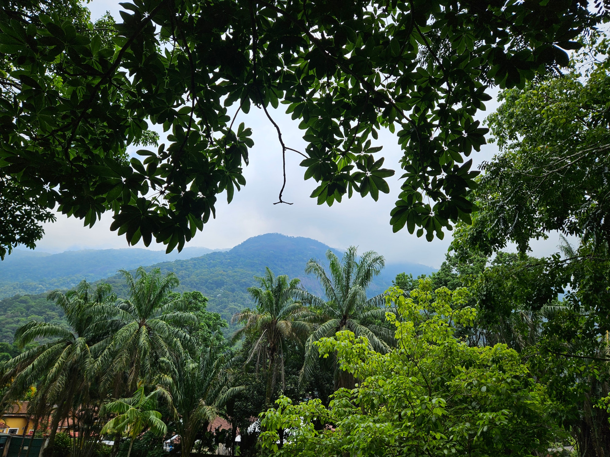In the botanical garden in Rio
