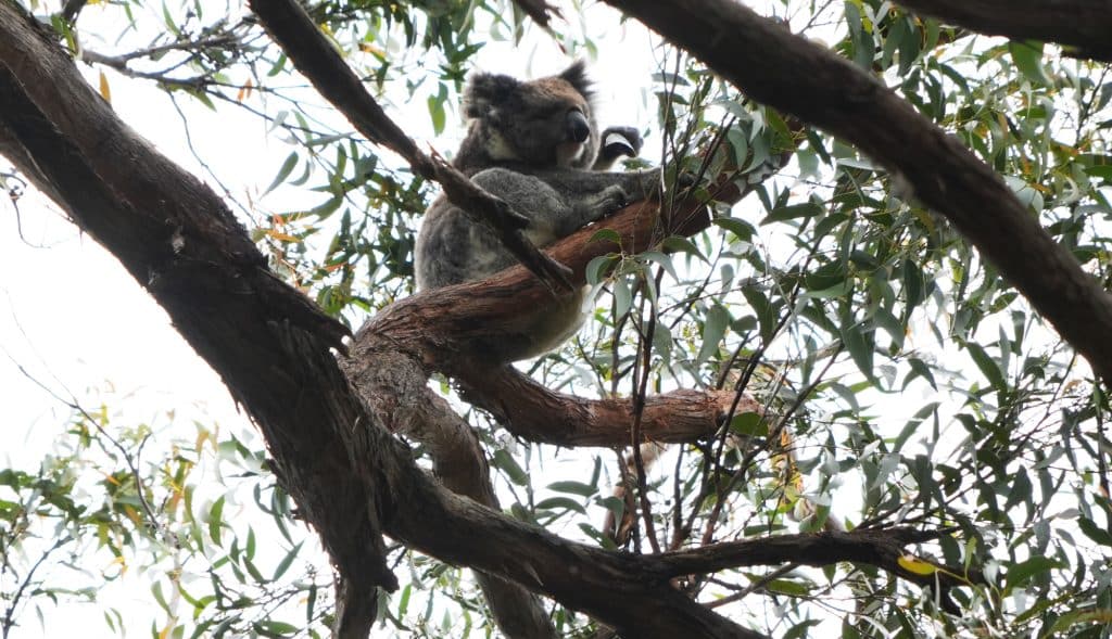 Koala in the wild near The Great Ocean Road
