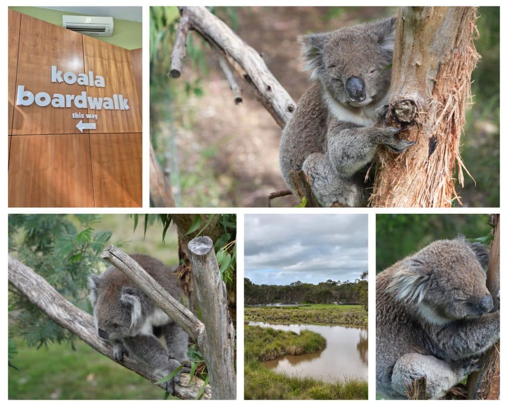 Koala Conservation Reserve on Phillip Island