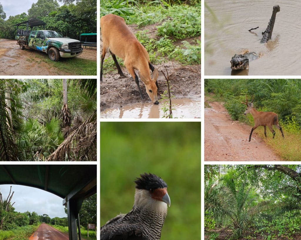 Safari in the Pantanal