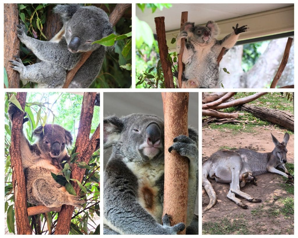 Lone Pine Koala Sanctuary