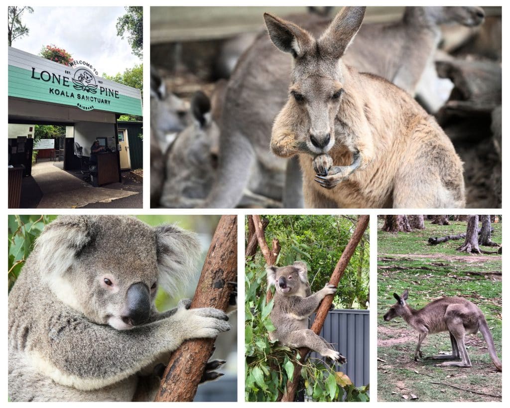 Lone Pine Koala Sanctuary